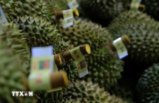 Durian export revenue grows to fresh new highs