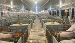 Rising live hog prices enhance year-end profits for enterprises