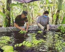 Việt Nams fruit and vegetable exports rebound in Chinese market