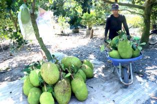 China to allow import of Vietnamese fresh jackfruits from June 1, 2026