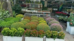 In HCM City, Tết flowers are ready ahead of time