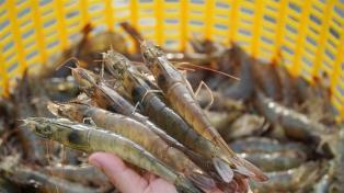 Double duties, tightening rules: a critical test for shrimp exports