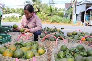 Vĩnh Long farmers struggle with low King orange prices