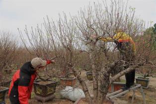 Hà Nội craft villages bustle as Lunar New Year approaches
