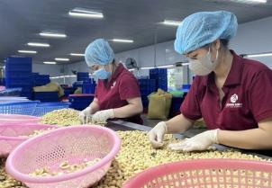 Cashew exports surpass 5 billion for the first time