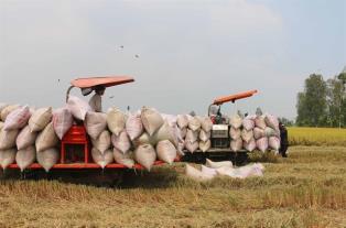 Rice exports expected to reach 7.73 million tonnes in 2026