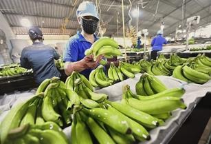 Việt Nam eyes 10 billion fruit and vegetable exports