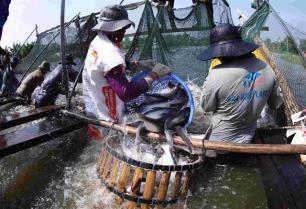 VASEP forecasts pangasius exports to hit 2.3 billion this year