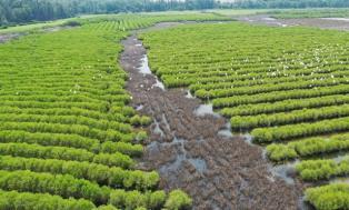 Carbon market seen as new driver for green transition