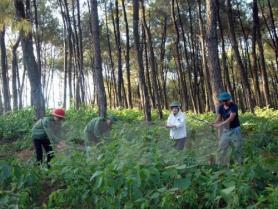 Việt Nam releases forest map as a data foundation to support EUDR compliance


