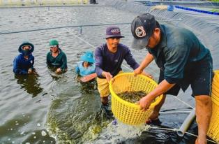 Cà Mau shrimp festival expected to attract up to 10,000 visitors
