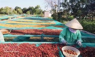 Coffee harvest season begins as selling prices face uncertainty