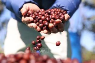 From scale to value: Việt Nams agro-forestry exports need control of the value chain