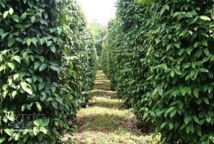 Việt Nams pepper exports top 1.3 billion, maintain growth momentum