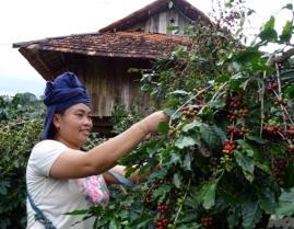 Northwestern coffee sector moves towards sustainable production