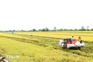 Cần Thơ to implement 581,000 GoRice project 