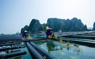 Quảng Ninh considers a concentrated offshore aquaculture