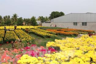 Tết bloom markets: rising demand, stable prices