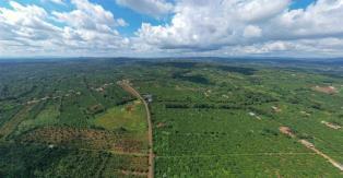 Việt Nam to complete forest database by 2026 to adapt to EUs deforestation rules