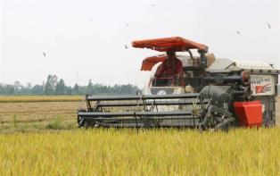 Philippines considers Việt Nams DT8 rice as new import tariff reference
