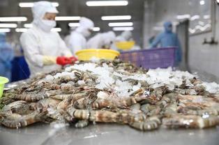 Tariff shock from the US increases risks for Việt Nams shrimp exports