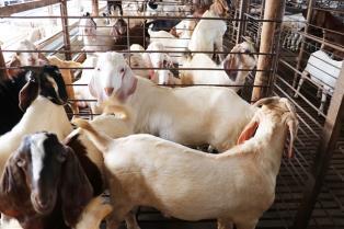 Đồng Tháp farmers expand goat herds as prices rise