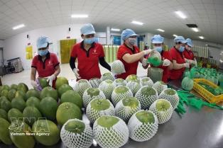 Efforts made to reinforce foundations of Việt Nams fruit, vegetable value chains