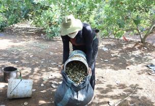 Ministry drafts agricultural production scenarios amid Middle East conflict