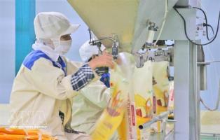 Việt Nams rice exports to Senegal surge nearly 30-fold