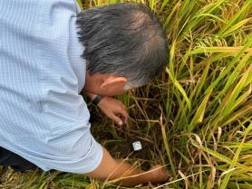 Cà Mau leads transition to low-emission rice production