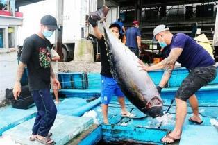 Tuna exports rise by 13 per cent in Jan 2026

