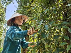 Farmers build organic pepper brand in Đồng Nai