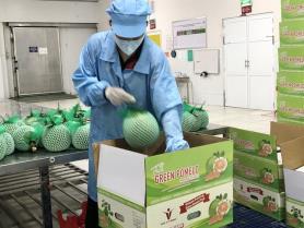 Vĩnh Long exports 1st shipment of fresh pomelos to Australia