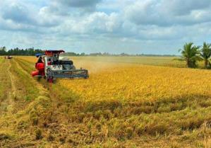 Cà Maus specialty Tài Nguyên rice seeks global markets