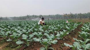 Organic growth comes at a cost in Việt Nam