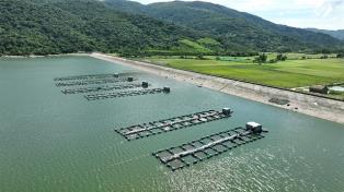 Việt Nam diversifies tilapia exports amid global headwinds