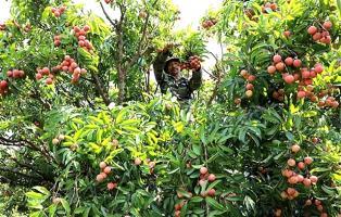 Bắc Ninh to promote lychee consumption