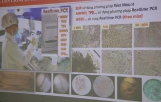 Experts seek solutions to control shrimp diseases under changing conditions