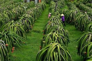 Lâm Đồng seeks to boost quality of dragon fruit exports