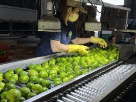 Việt Nams pomelos and lemons gain official export access to China