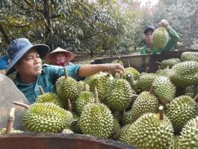 India to ease export requirements for Vietnamese durian