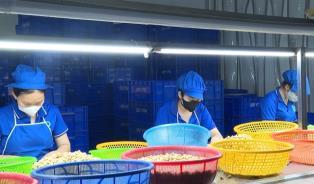 Cashew industry under pressure to move up value chain