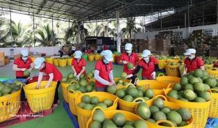 Việt Nams fruit, vegetable exports exceed 2.67 billion in five months