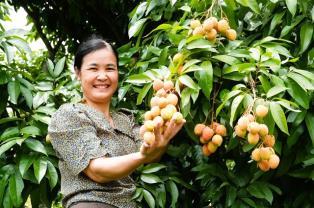 Sweet start: Bắc Ninh ships over 1,000 tonnes of early lychees overseas