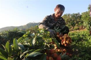 Ministry proposes facilitating customs clearance to boost lychee exports