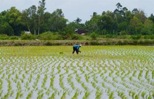Rice shrimp model delivers dual gains in Mekong Delta