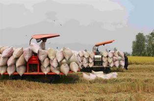 Rice sector needs sustainable development to deal with new challenges