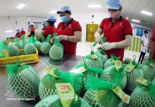 Việt Nams fruit, vegetable exports up nearly 18% in H1