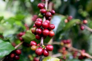 Coffee exporters enhance traceability ahead of EU rules