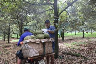 Ministry seeks to simplify farm code procedures to support durian, agricultural exports